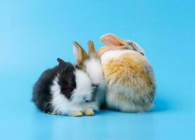 groep van drie schattig jong konijn zittend Aan blauw achtergrond foto