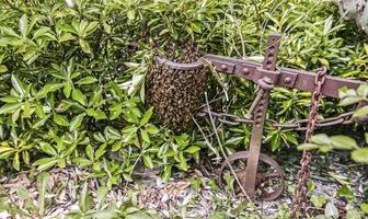 natuurlijke zwerm bijen op het platteland foto