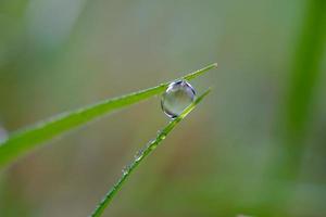 laten vallen op het groene gras in regenachtige dagen foto