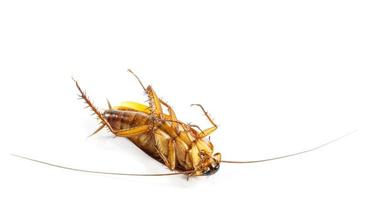 kakkerlak wordt met het gezicht naar boven op een witte achtergrond geïsoleerd en leeg gebied aan de bovenzijde foto