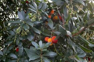 fruit van de aardbei boom foto