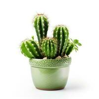 ai gegenereerd cactus in een pot. voorraad beeld voor decoreren een tafereel of achtergrond. foto