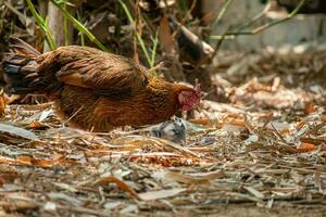 dichtbij omhoog kip Aan de boerderij foto