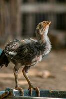 dichtbij omhoog kip Aan de boerderij foto