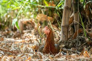 dichtbij omhoog kip Aan de boerderij foto