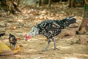 moeder kip en haar jong op zoek voor voedsel. foto