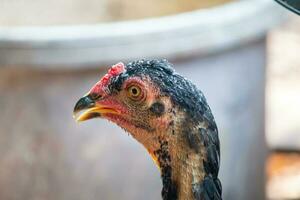 dichtbij omhoog kip Aan de boerderij foto