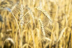oren van tarwe groeit in de veld. de concept van oogsten. foto