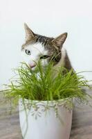 huiselijk kat aan het eten sappig groen gras voor katten cyperus zumula in pot, binnen- kat Gezondheid zorg concept foto