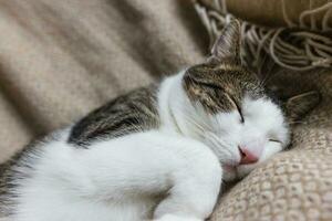 schattig huiselijk jong kat slapen in knus bed foto