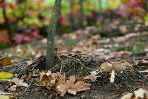 paddestoel onder de boom in herfst Woud foto