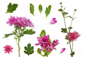 kleurrijke herfstbloemen van chrysanthemum foto