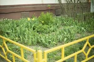 groen Oppervlakte in tuin. planten in tuin. geplant planten in grond. foto