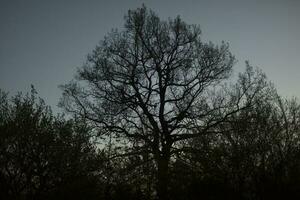 groot eik boom in Woud. boom in park. uitgestrekt eik takken. foto