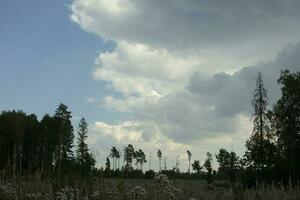 lucht bovenstaand Woud. visie. landschap in zomer. foto