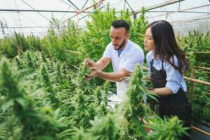 twee onderzoekers is onderzoeken kwaliteit en analyseren hennep planten dat zijn wezen gegroeid in een serre. kruiden alternatief voor geneesmiddel. foto