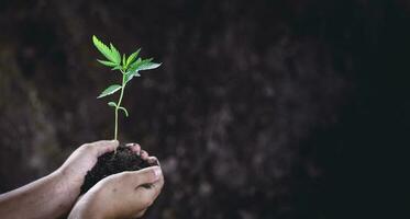 kind handen Holding en zorgzaam een jong groen plant, zaailingen zijn groeit van overvloedig bodem, aanplant boom, verminderen globaal opwarming, groeit een boom, liefde natuur, wereld milieu dag foto