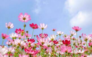 lage hoekmening van roze kosmos bloeiende planten tegen blauwe lucht foto