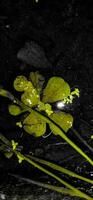 bloem natuur blad boom foto