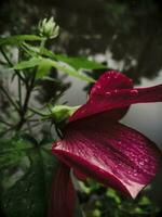 bloem rood roos boom natuur mooi foto