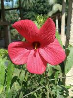 bloem rood roos boom natuur mooi foto