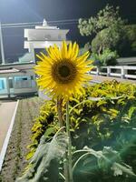 bloem natuur blad boom foto