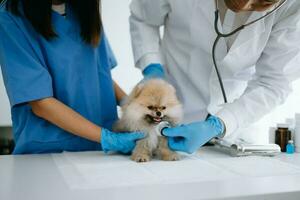 twee artsen zijn onderzoeken hem. veterinair geneeskunde concept. pommeren in veterinair kliniek. foto