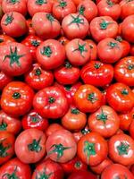 selectief visie van tomaten de hoofd voedsel bron van de antioxidant lycopeen welke kan verminderen de risico van hart ziekte en kanker. solanum lycopersicum foto