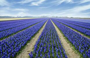 Nederland kleurrijk landschap en bloemen foto
