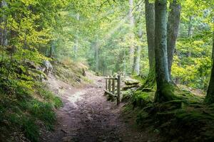 Woud wandelen in Elzas Woud foto