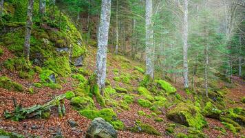 wandelen in het bos foto