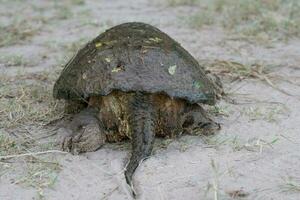 een gemeenschappelijk snappen schildpad resting Aan een zanderig voetpad in oosten- Texas. foto
