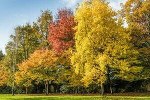 mooi herfst seizoen foto