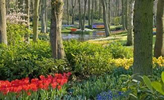 Nederland kleurrijk landschap en bloemen foto