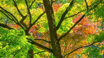 mooi herfst seizoen foto