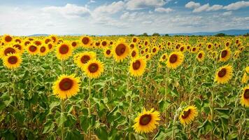 veld met zonnebloemen foto