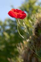 prachtige kleurrijke bloemen foto