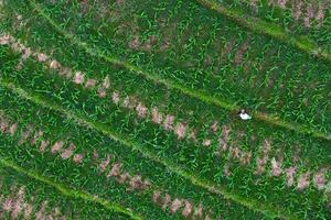 mooi ochtend- visie Indonesië panorama landschap rijstveld velden met schoonheid kleur en lucht natuurlijk licht foto