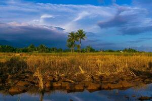 mooi ochtend- visie Indonesië panorama landschap rijstveld velden met schoonheid kleur en lucht natuurlijk licht foto