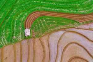 mooi ochtend- visie Indonesië panorama landschap rijstveld velden met schoonheid kleur en lucht natuurlijk licht foto