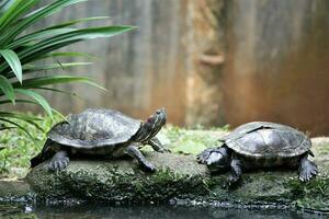 schildpadden Bij de dierentuin met een dier thema foto