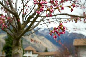 roze bloemknoppen foto