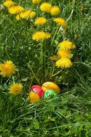 Pasen eieren in de groen gras foto