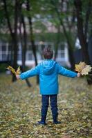 jongen van zes jaren met bundel van geel esdoorn- bladeren in de herfst park. foto