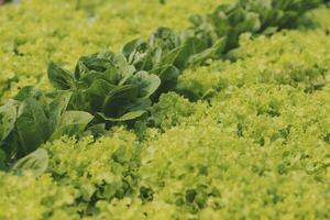 vrouw tuinman inspecteert kwaliteit van groen eik sla in kas tuinieren. vrouw Aziatisch tuinbouw boer cultiveren gezond voeding biologisch salade groenten in hydrocultuur agribusiness boerderij. foto