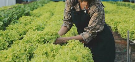 vrouw tuinman inspecteert kwaliteit van groen eik sla in kas tuinieren. vrouw Aziatisch tuinbouw boer cultiveren gezond voeding biologisch salade groenten in hydrocultuur agribusiness boerderij. foto