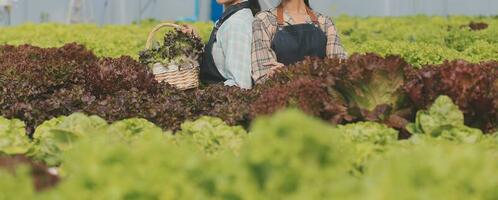 vrouw tuinman inspecteert kwaliteit van groen eik sla in kas tuinieren. vrouw Aziatisch tuinbouw boer cultiveren gezond voeding biologisch salade groenten in hydrocultuur agribusiness boerderij. foto