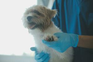 dierenarts onderzoeken hond en kat. puppy en katje Bij dierenarts dokter. dier kliniek. huisdier controleren omhoog en vaccinatie. Gezondheid zorg. foto