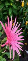 roze hebras, roze bloemen Aan tropisch gebladerte natuur achtergrond. foto