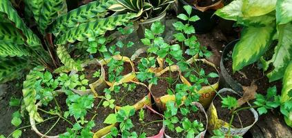 selderij of daun seledri gegroeid in plastic potten in de tuin. foto